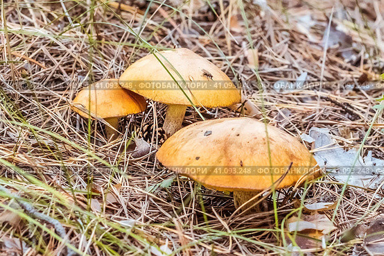 Маслёнок зернистый, летний, ранний (Suillus granulatus) на хвойной подстилке в сосновом лесу. Новосибирская область, Западная Сибирь. Стоковое фото, фотограф Евгений Мухортов / Фотобанк Лори