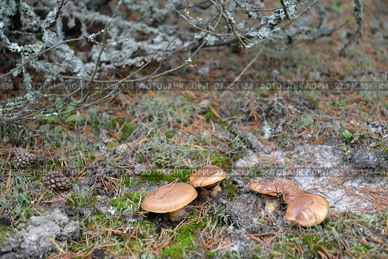 Маслята (Suillus luteus (L.) Gray) растут среди мха и лишайников. Стоковое фото, фотограф Ирина Борсученко / Фотобанк Лори