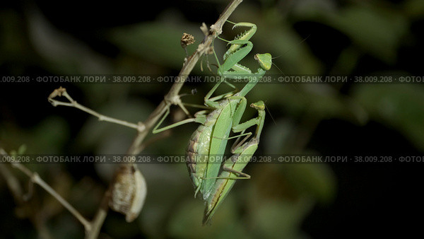 Mating of Praying mantises. Close up of male and female mantis insect. Стоковое фото, фотограф Некрасов Андрей / Фотобанк Лори