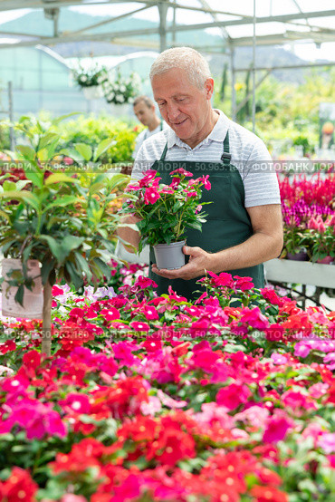 Mature male employee of garden shopping center inspects product, pot with vinca. Стоковое фото, фотограф Яков Филимонов / Фотобанк Лори