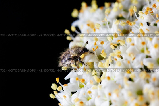 Maybug, Melolontha hippocastani on Viburnum opulus. Стоковое фото, агентство Ingram Publishing / Фотобанк Лори