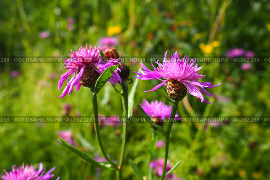Meadow cornflower Centaurea jacea is a field weed plant, a species of the genus Cornflower of the family Asteraceae, or Compositae. Grows in meadows and forest edges. Violet elegant flower. Karelia. Стоковое фото, фотограф Юлия Петровская / Фотобанк Лори