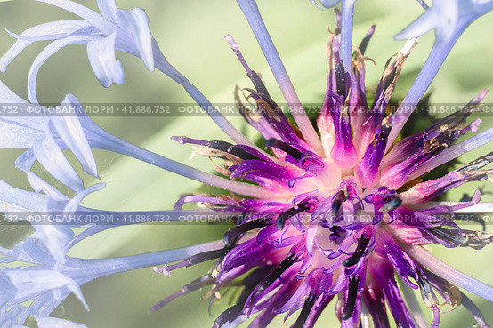Meadow flowers. Centaurea montana. Mountain cornflower. Spring, summer background. Стоковое фото, фотограф Филатова Ирина / Фотобанк Лори