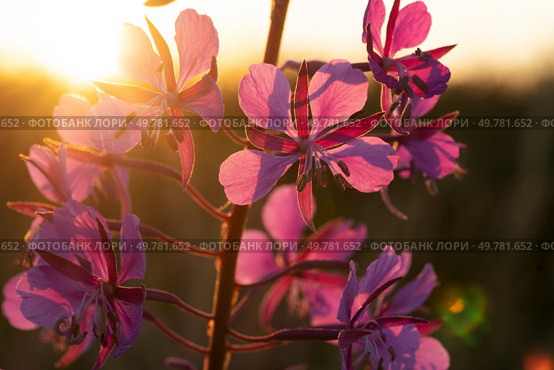 medicinal and edible herb, blooming Sally herb blossoming on field at sunset. close up. Стоковое фото, агентство Ingram Publishing / Фотобанк Лори