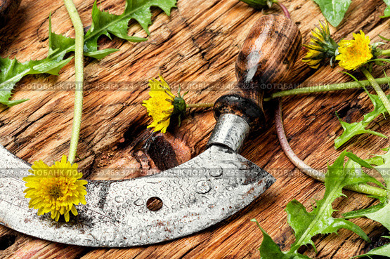 Medicinal plant dandelion or Taraxacum officinale.Dandelion leaves.Healing herbs on wooden table. Dandelion plant on table. Стоковое фото, агентство Ingram Publishing / Фотобанк Лори