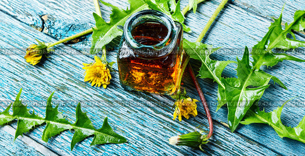 Medicinal plant dandelion or Taraxacum officinale.Dandelion leaves.Herbal medicine. Dandelion tincture in bottle. Стоковое фото, агентство Ingram Publishing / Фотобанк Лори