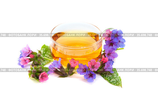 Медуница лекарственная (Pulmonaria officinalis). Цветы и листья медуницы с чашкой травяного чая на белом фоне. Стоковое фото, фотограф Татьяна Белова / Фотобанк Лори