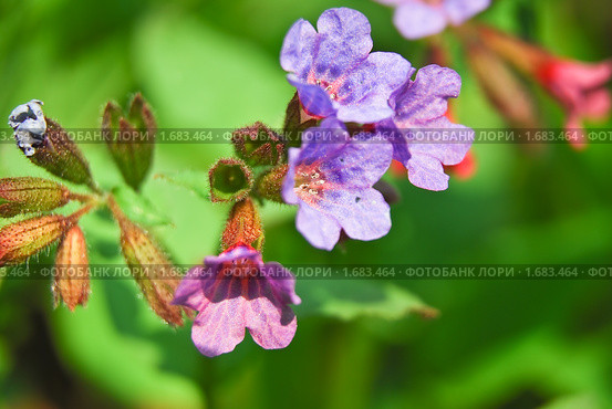 Медуница неясная цветет (Pulmonaria obskura) Стоковое фото, фотограф Алёшина Оксана / Фотобанк Лори