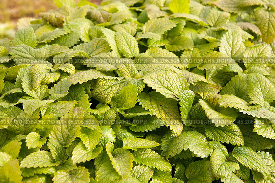 Мелисса лимонная (Lemon balm). Натуральные свежие листья мелиссы крупным планом. Стоковое фото, фотограф Фотиния Куимова / Фотобанк Лори