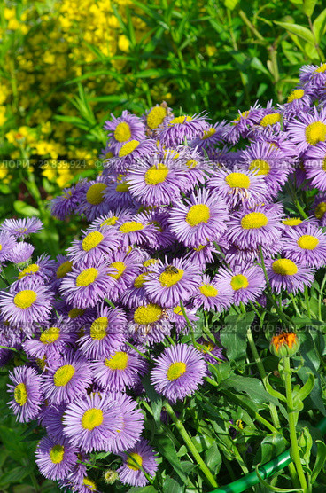 Мелколепестник (лат. Erigeron) цветет в саду. Стоковое фото, фотограф Елена Коромыслова / Фотобанк Лори