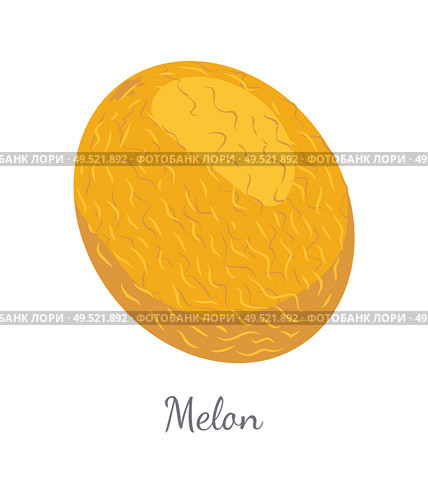 Melon exotic juicy stone fruit vector isolated. Tropical sweet edible, fleshy food, dieting vegetarian icon full of vitamins, yellow dieting dessert. Melon Exotic Juicy Stone Fruit Vector Isolated. Стоковая иллюстрация, агентство Ingram Publishing / Фотобанк Лори