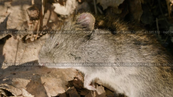 Мёртвый грызун: красно-серая полёвка (Myodes rufocanus). A dead rodent: grey red-backed vole (Myodes rufocanus). Стоковое видео, видеограф Евгений Романов / Фотобанк Лори