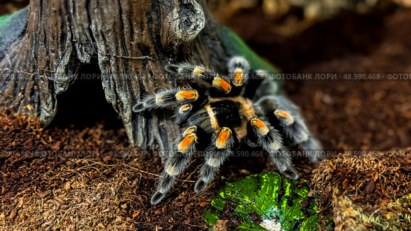 Mexican redknee tarantula in natural habitat with detailed markings. Стоковое фото, фотограф Lamina Akulova / Фотобанк Лори
