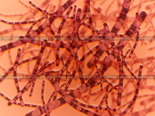 Microscopic view of Anthrax. Стоковое фото, фотограф Stocktrek Images, Inc. / ТАСС / Фотобанк Лори