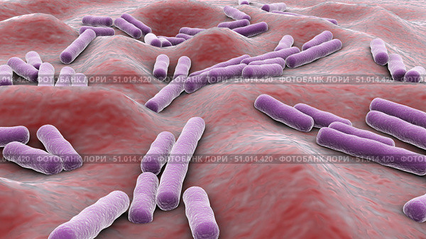 Microscopic view of Clostridium perfringens bacteria inside human body. Стоковое фото, фотограф Stocktrek Images, Inc. / ТАСС / Фотобанк Лори