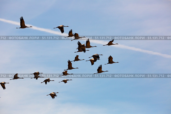 Migration of flock of cranes in the sky. Стоковое фото, фотограф Яков Филимонов / Фотобанк Лори