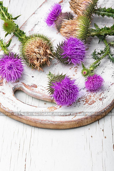 milk thistle flower. Wild medicinal plant Silybum marianum,thistle on retro wooden background.Copy space. Стоковое фото, агентство Ingram Publishing / Фотобанк Лори