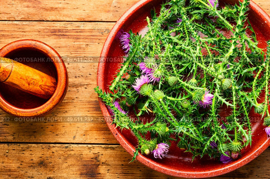 Milk thistle or Silybum marianum in in herbal medicine,wild medicinal plant. Thistle in herbal medicine,wooden background. Стоковое фото, агентство Ingram Publishing / Фотобанк Лори