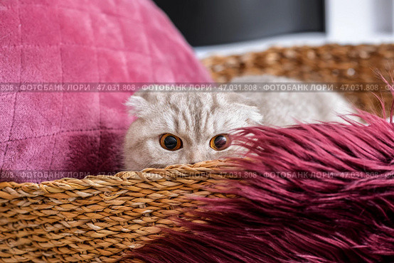 Милый котик в плетеной корзине дома. Стоковое фото, фотограф Pixel_shot / Фотобанк Лори