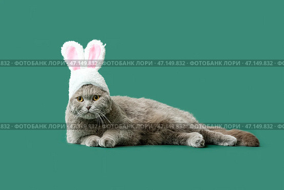 Милый шотландский вислоухий кот с кроличьими ушками на зеленом фоне. Стоковое фото, фотограф Pixel_shot / Фотобанк Лори