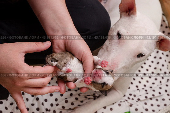 Miniature Bull Terrier puppy with mother in a wooden box, close up. Стоковое фото, фотограф Ольга Морозова / Фотобанк Лори