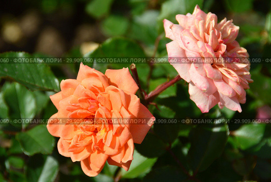 Миниатюрная роза патио Корэл Свит Дрим (Корал Суит Дримс), (лат. Coral Sweet Dream). Fryers Roses (Фрайер), Великобритания 2011. Стоковое фото, фотограф lana1501 / Фотобанк Лори