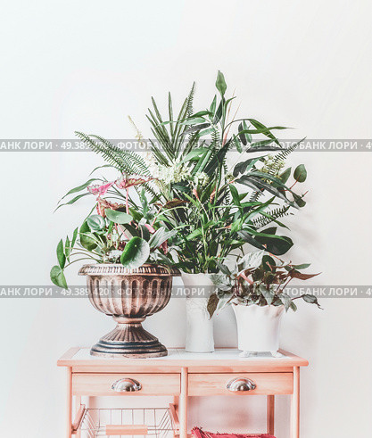Modern still life with house plants in pots and vase on wooden table, front view. Pilea peperomioides , bamboo, begonia  arranged at white wall at home. Стоковое фото, агентство Ingram Publishing / Фотобанк Лори