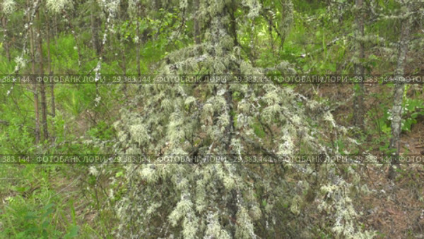 Мох и лишайник на древесном пне. Moss and lichen on a tree stump. Стоковое видео, видеограф Евгений Романов / Фотобанк Лори