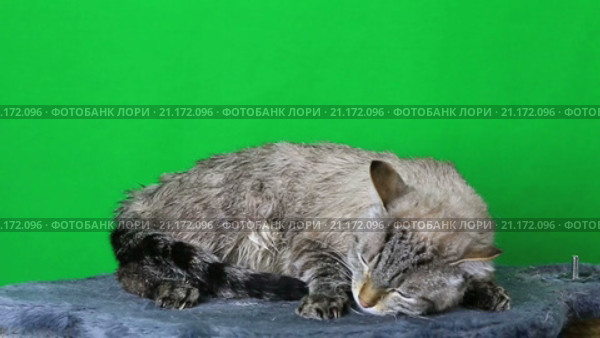 Мокрый кот свернулся и спит. Стоковое видео, видеограф Юлия Машкова / Фотобанк Лори