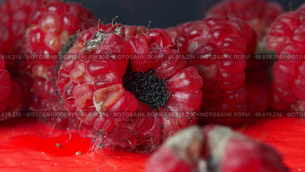 mold and fungus on raspberries close-up, berries, health hazard, expired products, detailing. Стоковое фото, фотограф Иван Грушевич / Фотобанк Лори