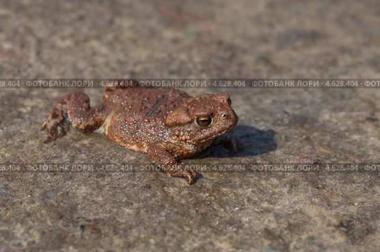 Молодая обыкновенная серая жаба (Bufo bufo) Стоковое фото, фотограф Елена Коромыслова / Фотобанк Лори