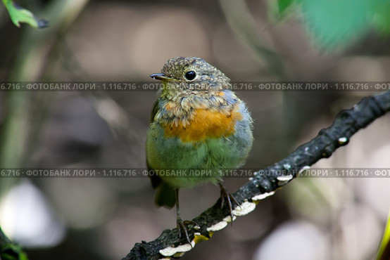 Молодая Зарянка, или Малиновка, Robin (Erithacus rubecula) Стоковое фото, фотограф Василий Вишневский / Фотобанк Лори