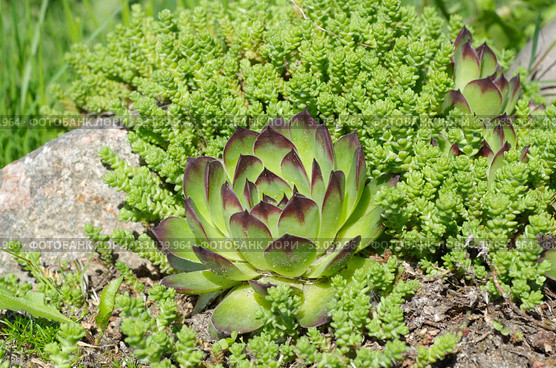 Молодило (лат. Sempervivum) и очиток едкий (лат. Sedum acre) на клумбе в саду. Стоковое фото, фотограф Елена Коромыслова / Фотобанк Лори