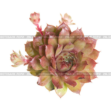 Молодило (Sempervivum) с формирующимися новыми растениями, изолированное изображение. Стоковое фото, фотограф Tamara Kulikova / Фотобанк Лори