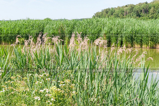 Молодой тростник обыкновенный, или южный (Phragmites australis, или Phragmites communis) вперемешку  с прошлогодним и луговыми растениями. Стоковое фото, фотограф Алёшина Оксана / Фотобанк Лори
