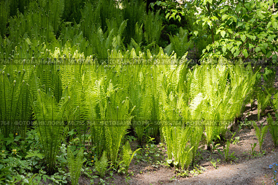 Молодые побеги орляка обыкновенного (Pteridium aquilínum) Стоковое фото, фотограф Инна Грязнова / Фотобанк Лори