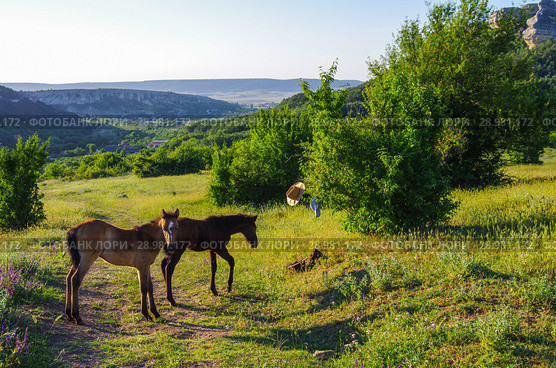 Молодые жеребята в горном районе Крыма. Стоковое фото, фотограф Natalia Sidorova / Фотобанк Лори