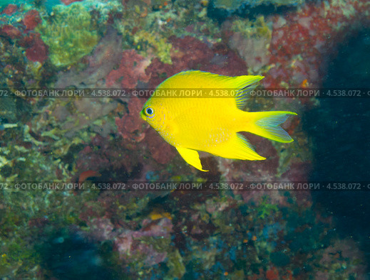 Молуккская рыба-ласточка (Pomacentrus moluccensis, Lemon damsel) Стоковое фото, фотограф Сергей Дубров / Фотобанк Лори