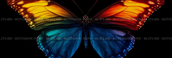 Monarch Metamorphosis: A spectrum of color on wings, an invitation for greeting card print. Стоковое AI-изображение, AI-художник Данила Большаков / Фотобанк Лори