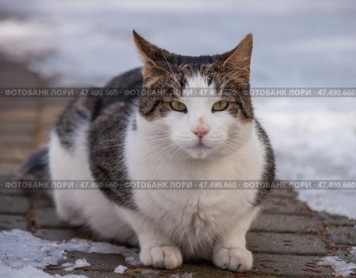 Mongrel cat named Bublik on his first spring walk. Стоковое фото, фотограф Олег Елагин / Фотобанк Лори