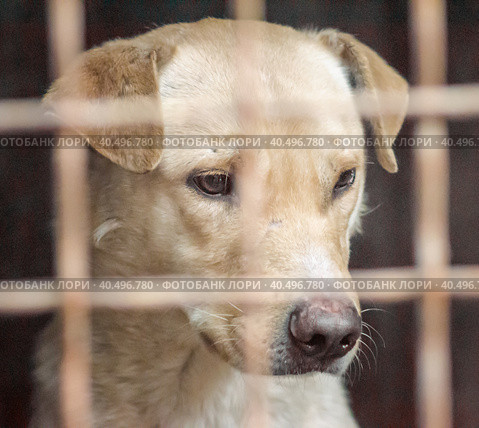 Mongrel dog with sad eyes in an iron cage. Стоковое фото, фотограф Артем Курутин / Фотобанк Лори