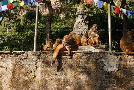 Monkey family in Swayambhunath temple (2016 год). Стоковое фото, фотограф Михаил Пряхин / Фотобанк Лори