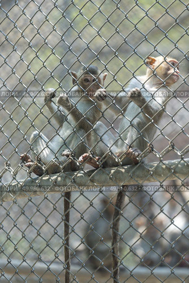 monkey in locked cage. Стоковое фото, агентство Ingram Publishing / Фотобанк Лори
