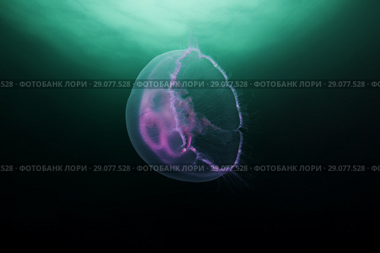 Moon jellyfish, Common jellyfish, Moon jelly, or Saucer jelly (Aurelia aurita) Стоковое фото, фотограф Некрасов Андрей / Фотобанк Лори
