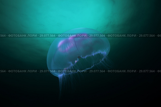 Moon jellyfish, Common jellyfish, Moon jelly, or Saucer jelly (Aurelia aurita) Стоковое фото, фотограф Некрасов Андрей / Фотобанк Лори