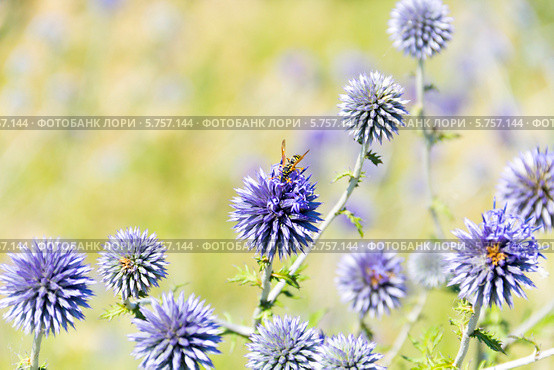Мордовник шароголовый. Echinops sphaerocephalus. Стоковое фото, фотограф Дудакова / Фотобанк Лори