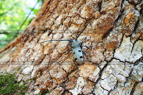 Morimus funereus is a species of beetle in family Cerambycidae or subspecies of Morimus asper. Beautiful thick gray beetle with long whiskers on brown oak bark. Fruska Gora, Serbia, Balkans. Стоковое фото, фотограф Юлия Петровская / Фотобанк Лори
