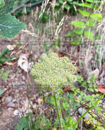 Морковь дикая (Daucus carota), Крым (2020 год). Стоковое фото, фотограф Мария Кылосова / Фотобанк Лори