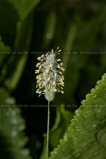 Morning dew on the inflorescences of timothy meadow (lat. Phleum Pratense). Early morning on the shore of the lake. Стоковое фото, фотограф Андрей Жигальцов / Фотобанк Лори