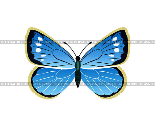 Morpho peleides blue butterfly with dots, wings with ornaments and antenna, vector illustration isolated on white background. Morpho Peleides Blue Butterfly Vector Illustration. Стоковая иллюстрация, агентство Ingram Publishing / Фотобанк Лори